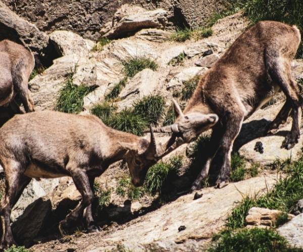 Wildlife at the Vanoise park