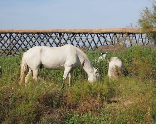 Découvrez le parc naturel de Camargue avec Avis Car-away