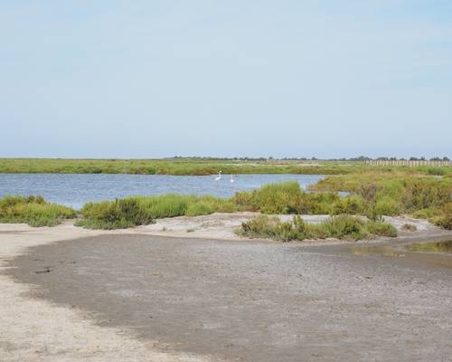 Balade au parc naturel de Camargue