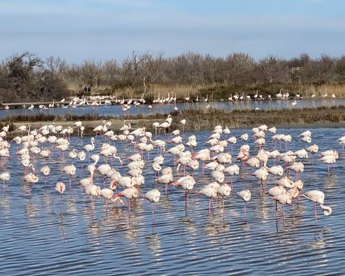 Parc naturel de Camargue avec Avis Car-away