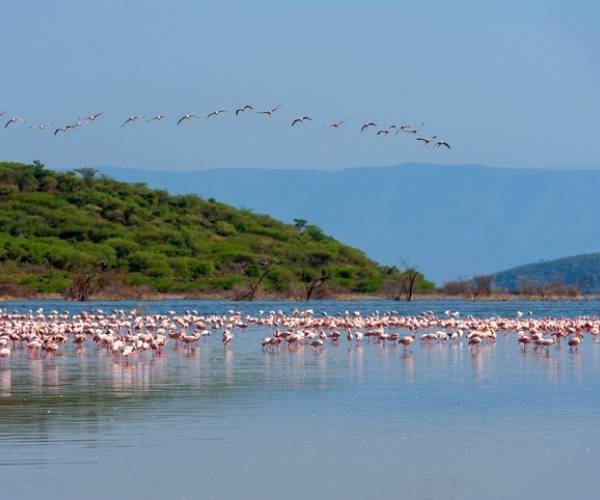 Flamants roses, Camargue